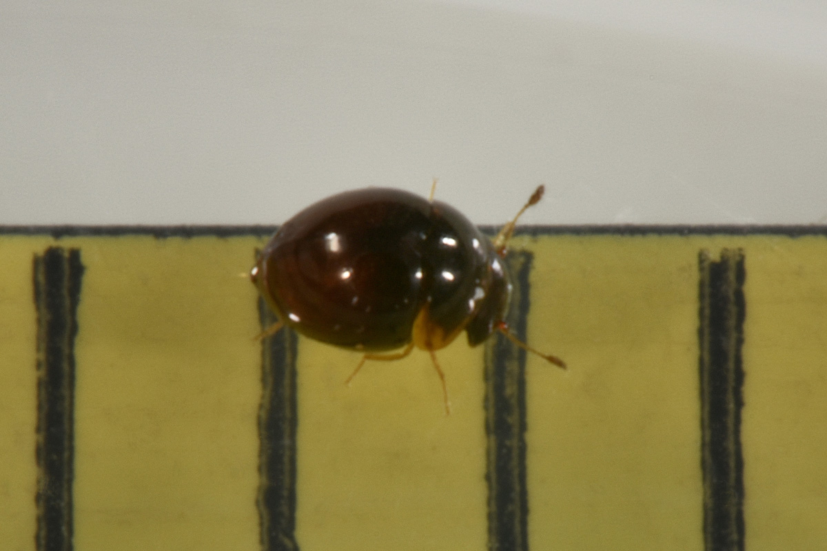 Clambidae: Clambus sp? S.